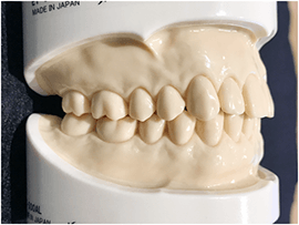 前歯と奥歯の重要な役割の画像01